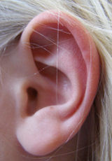 undamaged ear