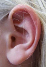 undamaged ear